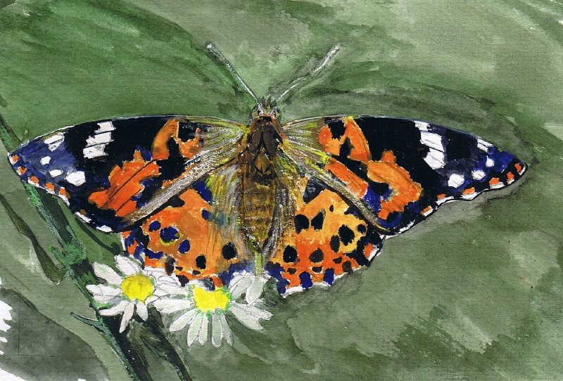 8.jpg - Painted Lady