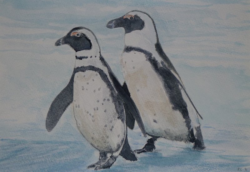 African1.jpg - African Penguins