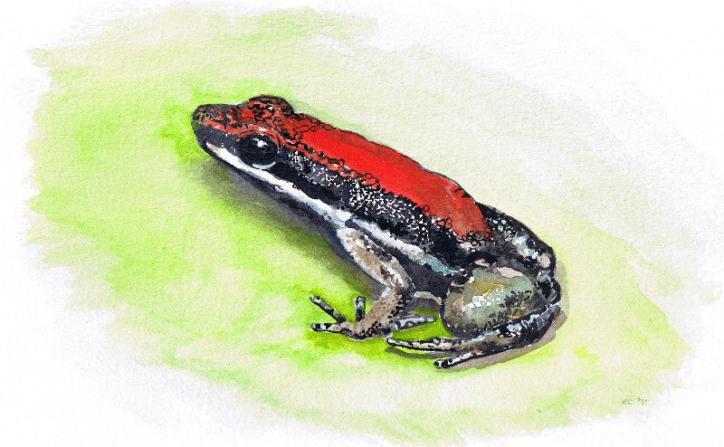 RedPoisonArrowFrow.jpeg - Red Poison Arrow Frog