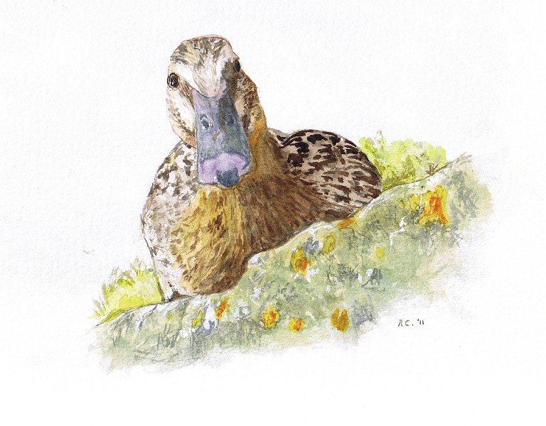 mallard.jpeg - Inquisitive Mallard