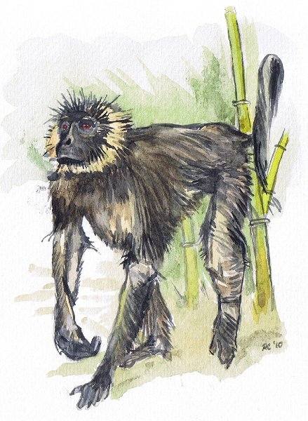 smlangur.jpg - Paul's Monkey
