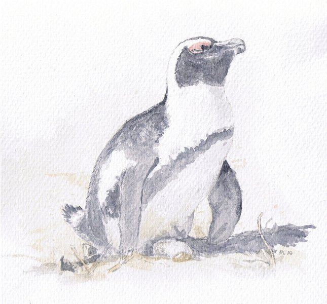 xmaspeng.jpeg - African Penguin