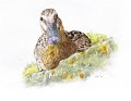 mallard