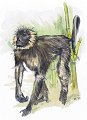 smlangur