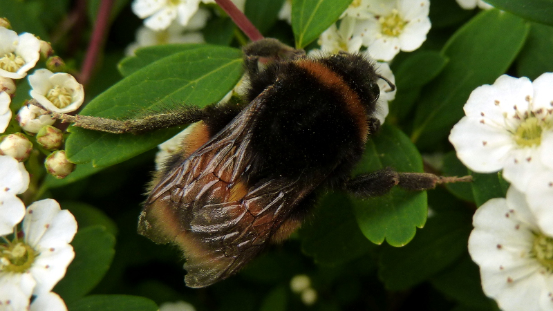 beeeeeeeeeee.JPG
