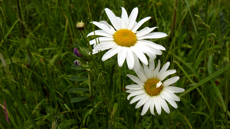 daisies.JPG