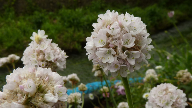 flower.JPG