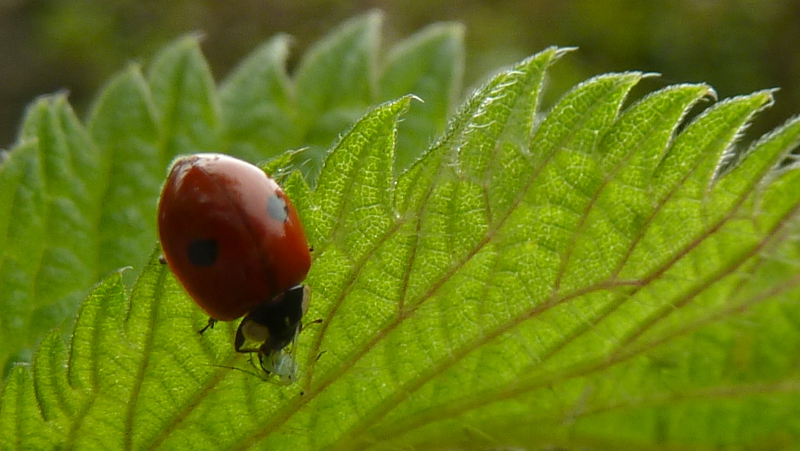 ladybird2.JPG