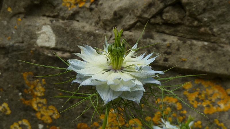 nigella.JPG