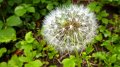 dandelion