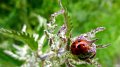 ladybird