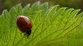ladybird2