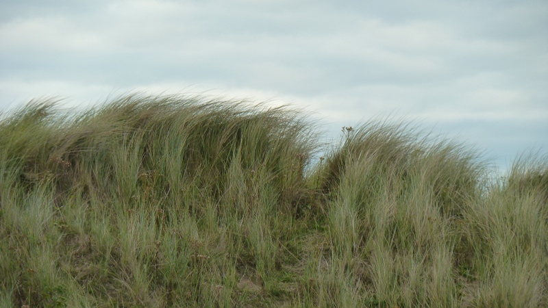 borth11.JPG