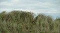 borth11