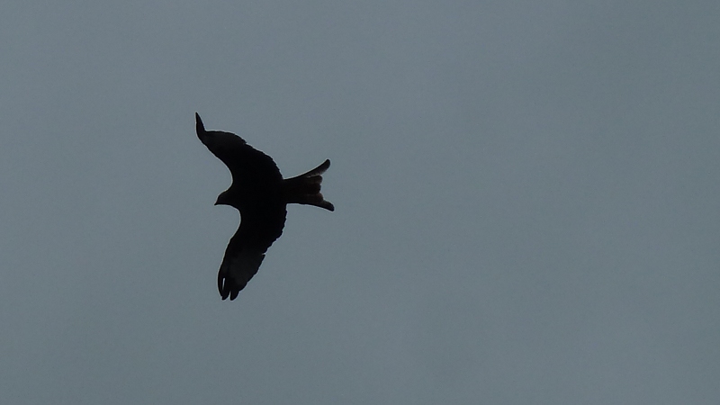 redkite1.JPG