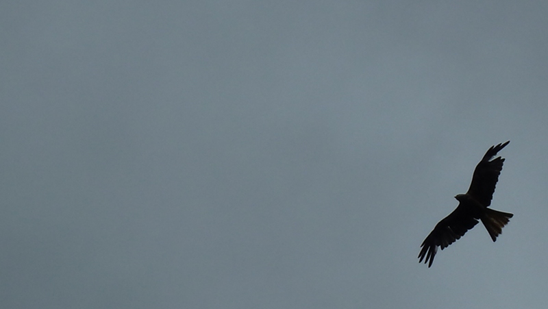 redkite2.JPG