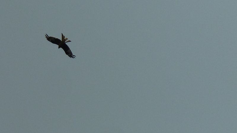redkite3.JPG