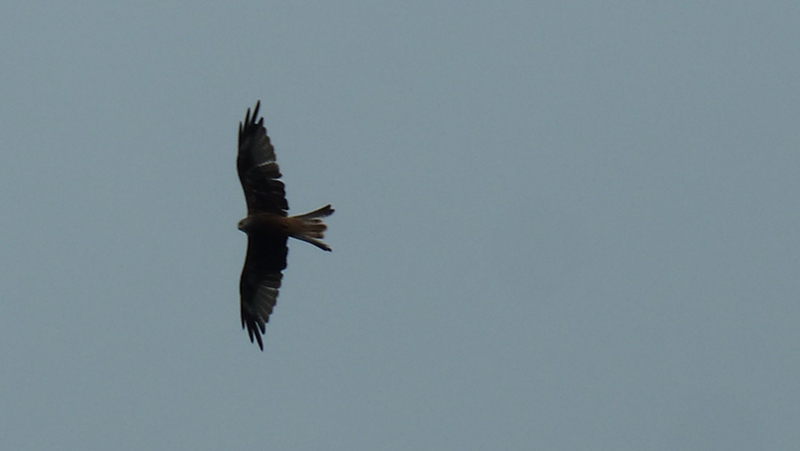 redkite4.JPG