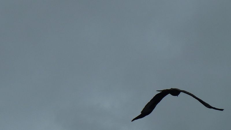 redkite5.JPG