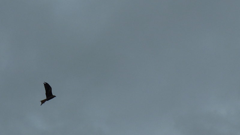 redkite6.JPG