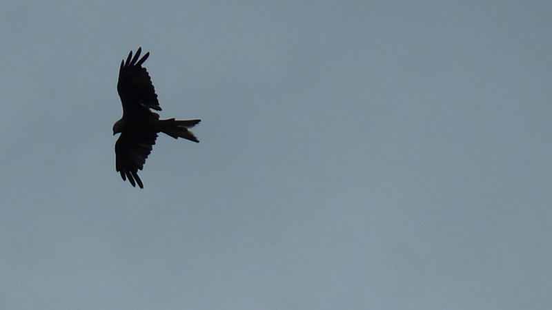 redkite7.JPG