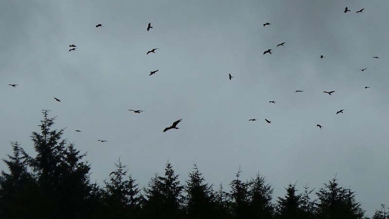 redkites5.JPG