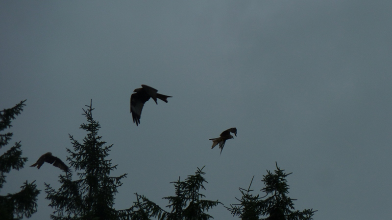redkites6.JPG
