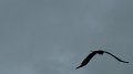 redkite5