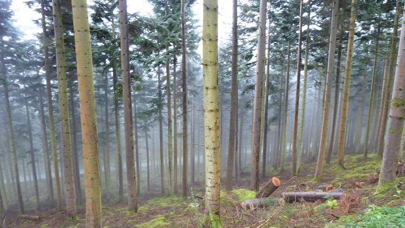 hafod2.JPG