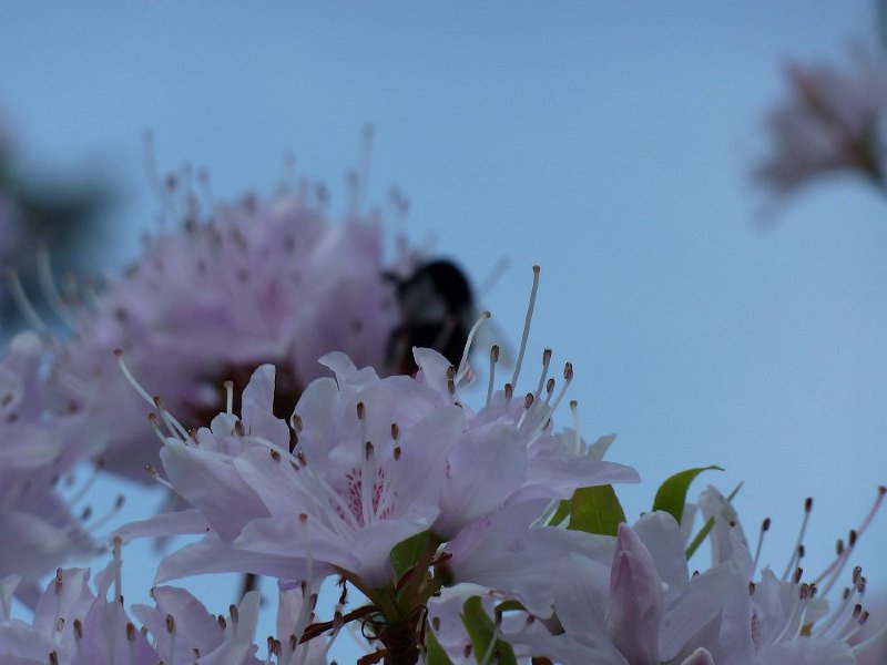 P1010070.JPG