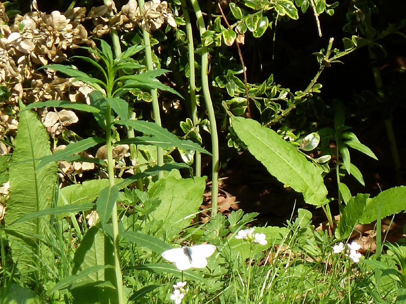 P1010085c.JPG