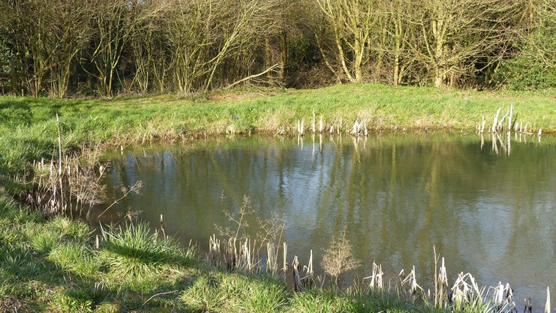 pond.JPG