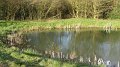 pond