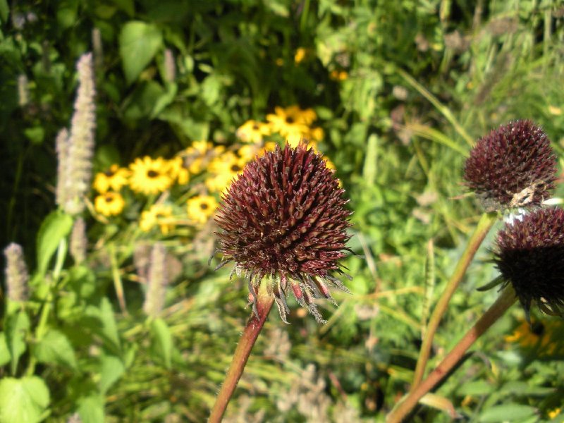 DSCN2937.JPG