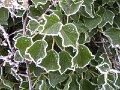 Frost