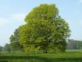 Westonbirt